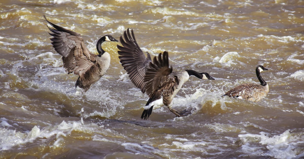 Denver to Regina (or why is it so expensive to fly to Canada?) - Side view of wild Canada geese with long necks swimming on rapid foaming river in nature Denver to Regina (or why is it so expensive to fly to Canada?) - Side view of wild Canada geese with long necks swimming on rapid foaming river in nature