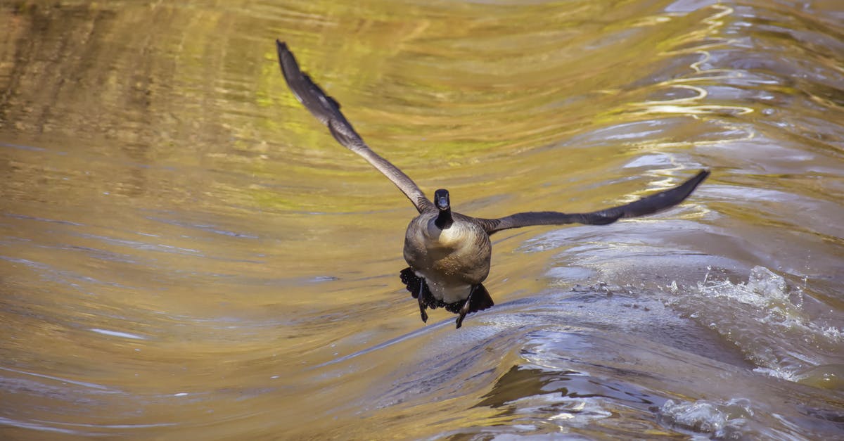 Denver to Regina (or why is it so expensive to fly to Canada?) - Wild goose spreading wings while flying over smooth water of pond in nature Denver to Regina (or why is it so expensive to fly to Canada?) - Wild goose spreading wings while flying over smooth water of pond in nature