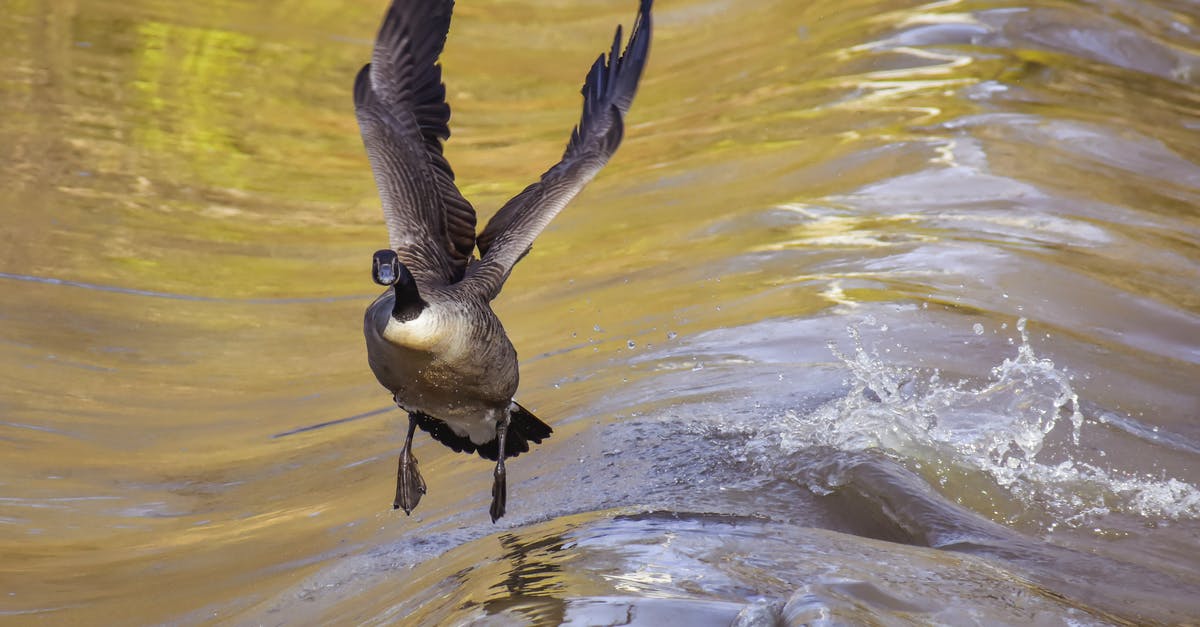 Denver to Regina (or why is it so expensive to fly to Canada?) - Graceful Canada goose spreading wings soaring over pond with splashes of water in natural habitat Denver to Regina (or why is it so expensive to fly to Canada?) - Graceful Canada goose spreading wings soaring over pond with splashes of water in natural habitat