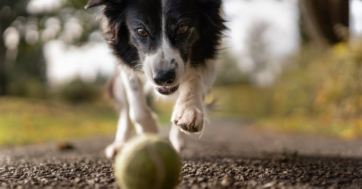 Did Finland's border authorities make a mistake? - Tilt Shot Photo of Dog Chasing the Ball Did Finland's border authorities make a mistake? - Tilt Shot Photo of Dog Chasing the Ball