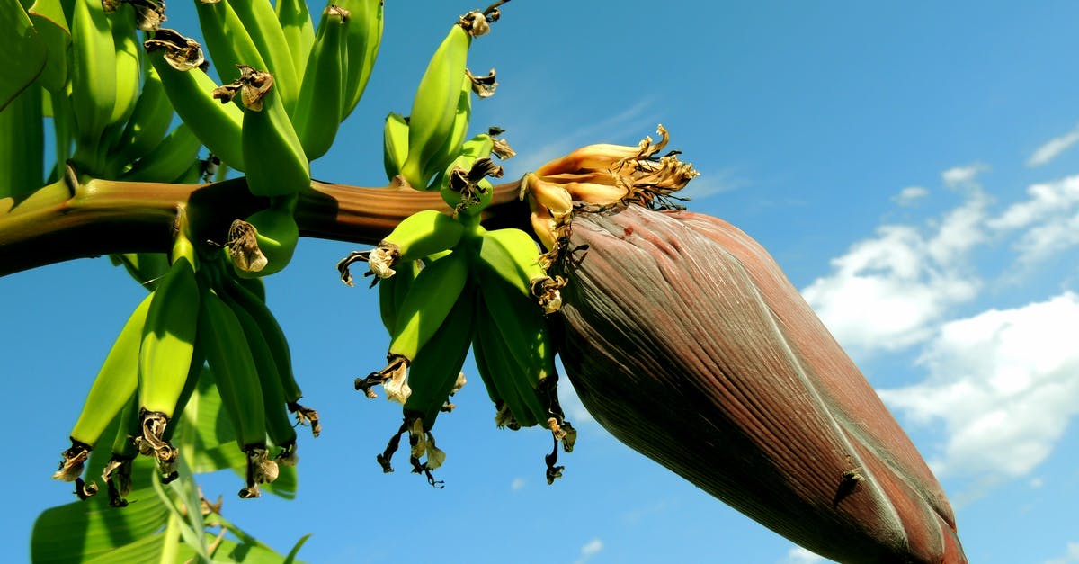 Do I have to declare my fruits flying into the EU? - Banana Tree Under Blue Cloudy Sky Do I have to declare my fruits flying into the EU? - Banana Tree Under Blue Cloudy Sky