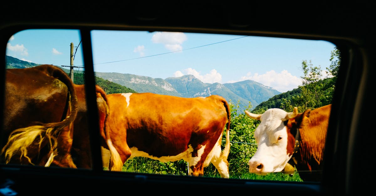 Do I need a (European Auto Insurance) Green Card while driving inside the EU? - Herd of cows grazing in mountainous area Do I need a (European Auto Insurance) Green Card while driving inside the EU? - Herd of cows grazing in mountainous area