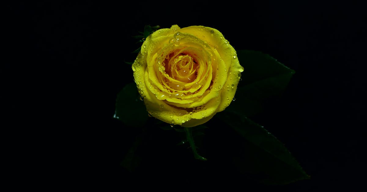 Do I need a single or multiple entry visa? - Close-up Photo of Yellow Rose in Bloom Do I need a single or multiple entry visa? - Close-up Photo of Yellow Rose in Bloom