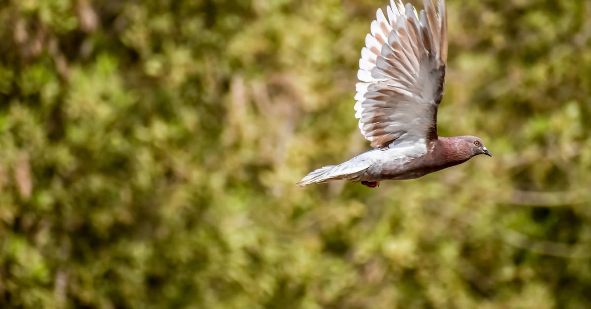 Do I need a UK transit visa for flying to the Canary Islands? [duplicate] - Brown and White Bird Flying