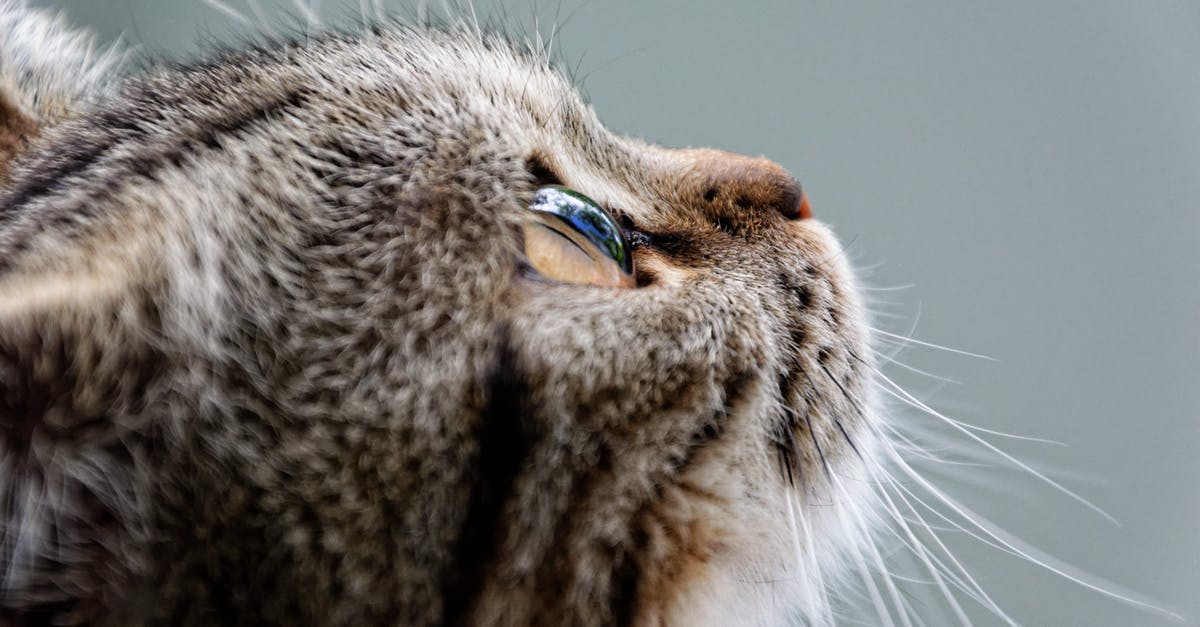Do I need a UK visa for my Peruvian baby if I am British? [closed] - Brown Cat