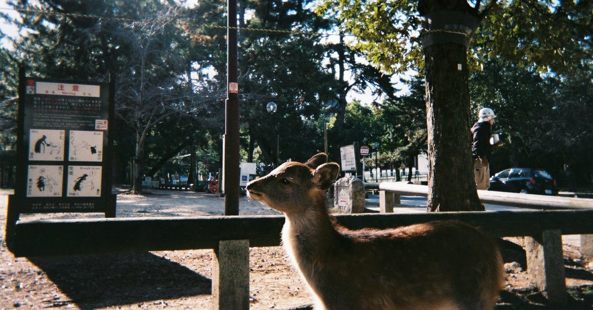 Do Japanese residents need a visa for South Korea? - Brown Kangaroo Standing on Brown Wooden Fence Do Japanese residents need a visa for South Korea? - Brown Kangaroo Standing on Brown Wooden Fence