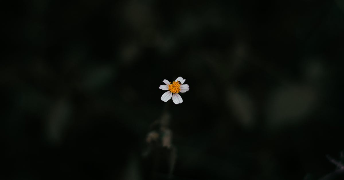 Do nursing mothers need an ICVP for yellow fever? - Photo of White Daisy Do nursing mothers need an ICVP for yellow fever? - Photo of White Daisy