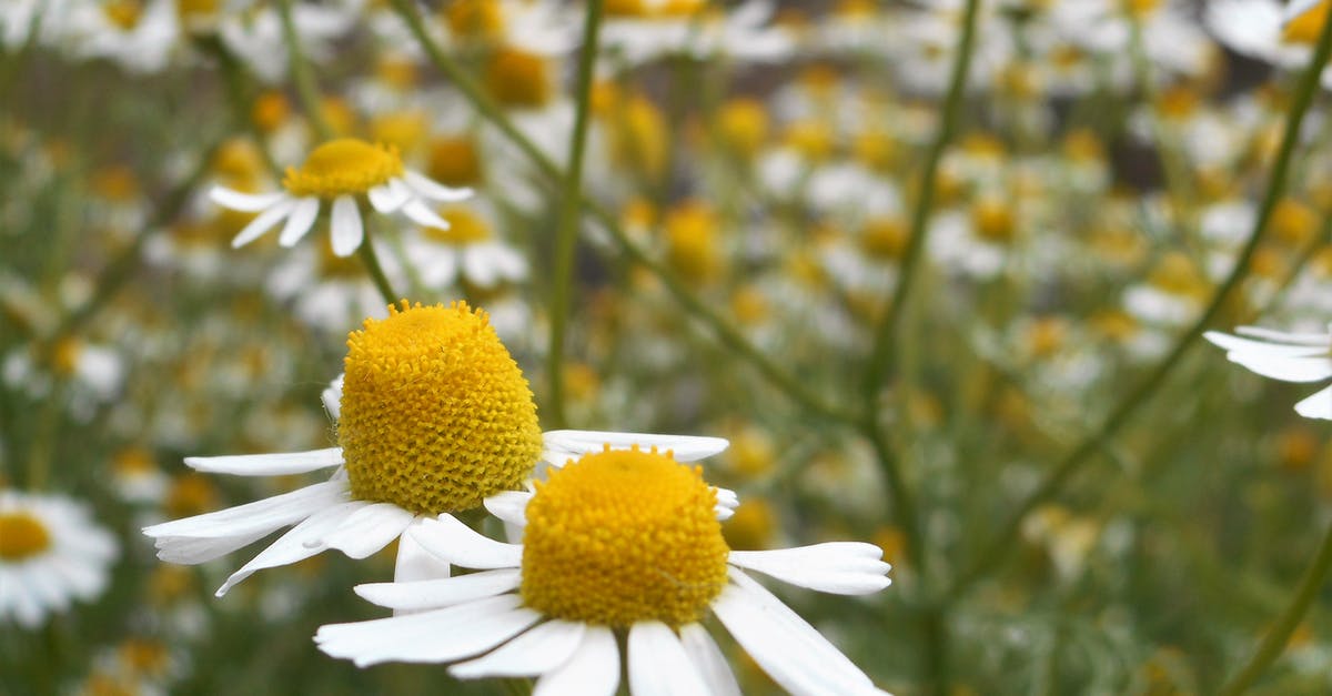 Do nursing mothers need an ICVP for yellow fever? - Tilt Lens Photography of Daisy Flower Do nursing mothers need an ICVP for yellow fever? - Tilt Lens Photography of Daisy Flower