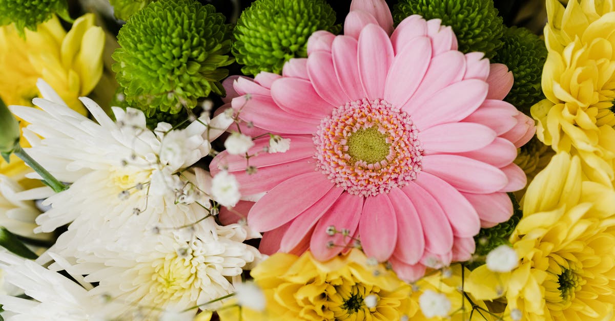 Do nursing mothers need an ICVP for yellow fever? - From above of pink gerbera and chrysanthemums of different colors arranged in elegant romantic bouquet accompanied with tender gypsophila Do nursing mothers need an ICVP for yellow fever? - From above of pink gerbera and chrysanthemums of different colors arranged in elegant romantic bouquet accompanied with tender gypsophila