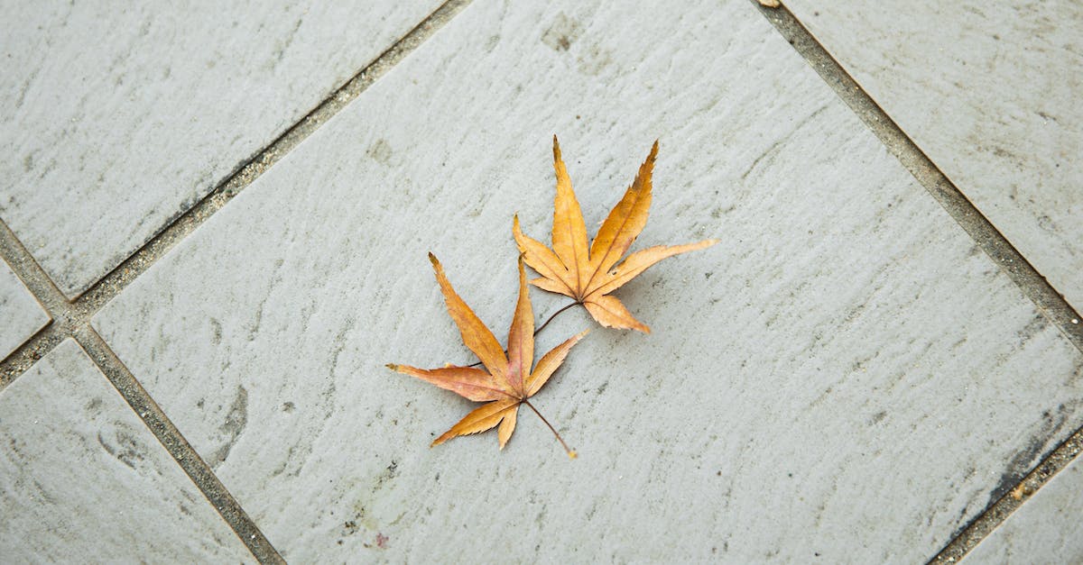 Do seasonal flights from Trondheim to Edinburgh, London, or any other part of the UK exist? - Top view of dry weathered brown maple leaves with pointed edges placed on tiled floor in light room in autumn time