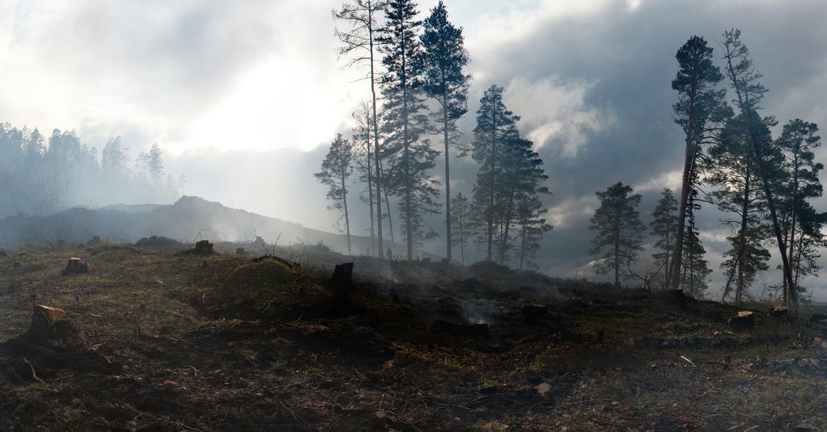 Do seatbelts reduce the risk of injury or death in buses? [closed] - Tall trees growing on hills covered with moss after conflagration in thick smoke