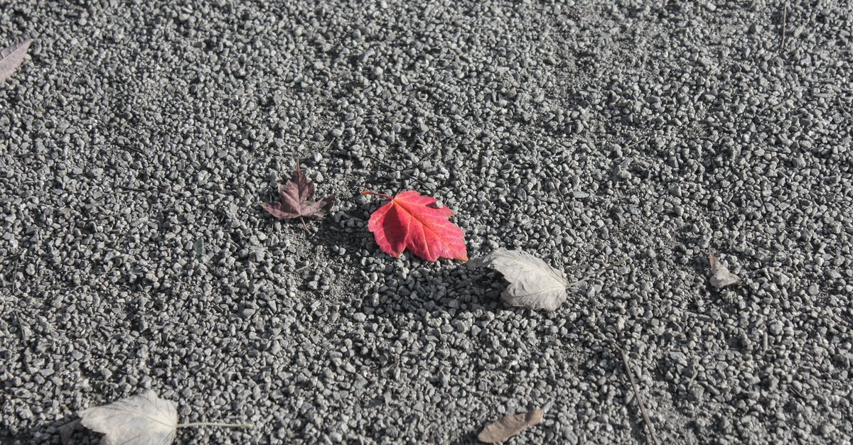 Do the Canadian Rockies lack red foliage in autumn? - Small dry and red fallen leaves lying on rough surface with small stones in daylight Do the Canadian Rockies lack red foliage in autumn? - Small dry and red fallen leaves lying on rough surface with small stones in daylight
