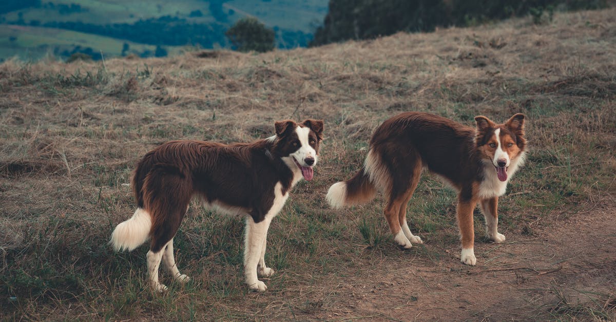Do the Spanish domestic Trenhotel lines still operate? - Border Collie dogs with tongues out looking curiously at camera on green hill of rural land Do the Spanish domestic Trenhotel lines still operate? - Border Collie dogs with tongues out looking curiously at camera on green hill of rural land