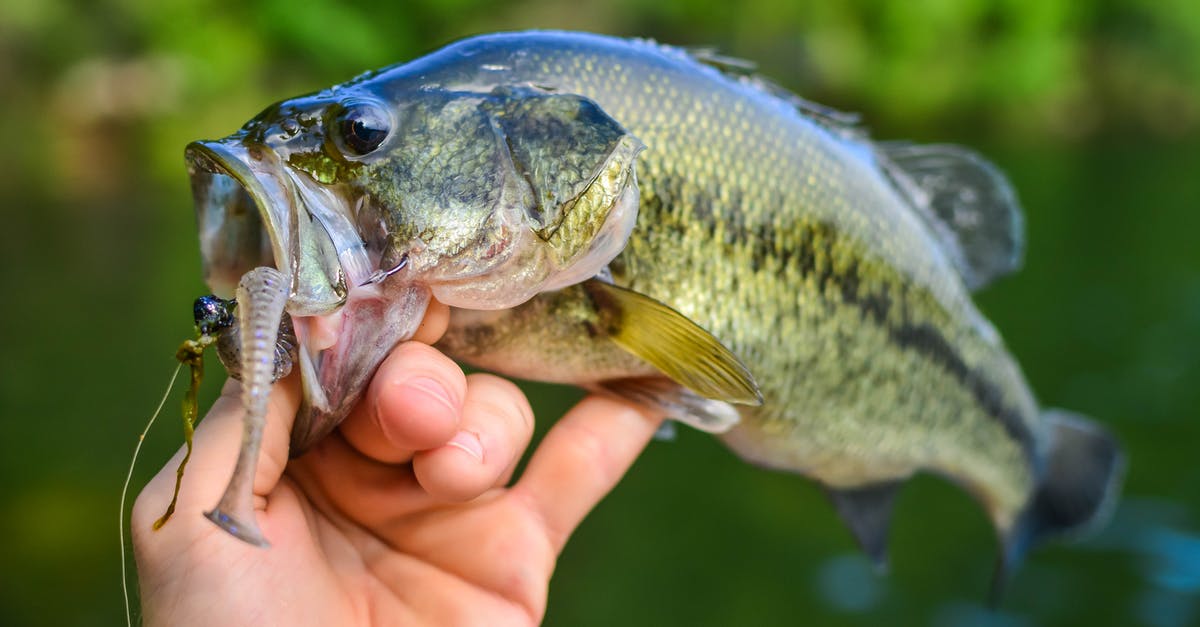 Do you need a visa to enter the US to catch another flight? [duplicate] - Person Holding Silver and Yellow Fish