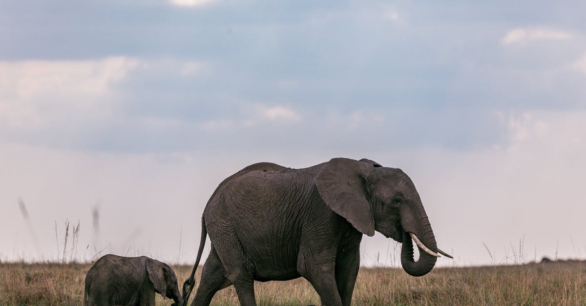 Does a 13-month-old baby with a South African passport require a UK visitor's visa? - Wild elephant with tusks grazing in nature on grassy field with calf against cloudy sky in national park in Africa Does a 13-month-old baby with a South African passport require a UK visitor's visa? - Wild elephant with tusks grazing in nature on grassy field with calf against cloudy sky in national park in Africa