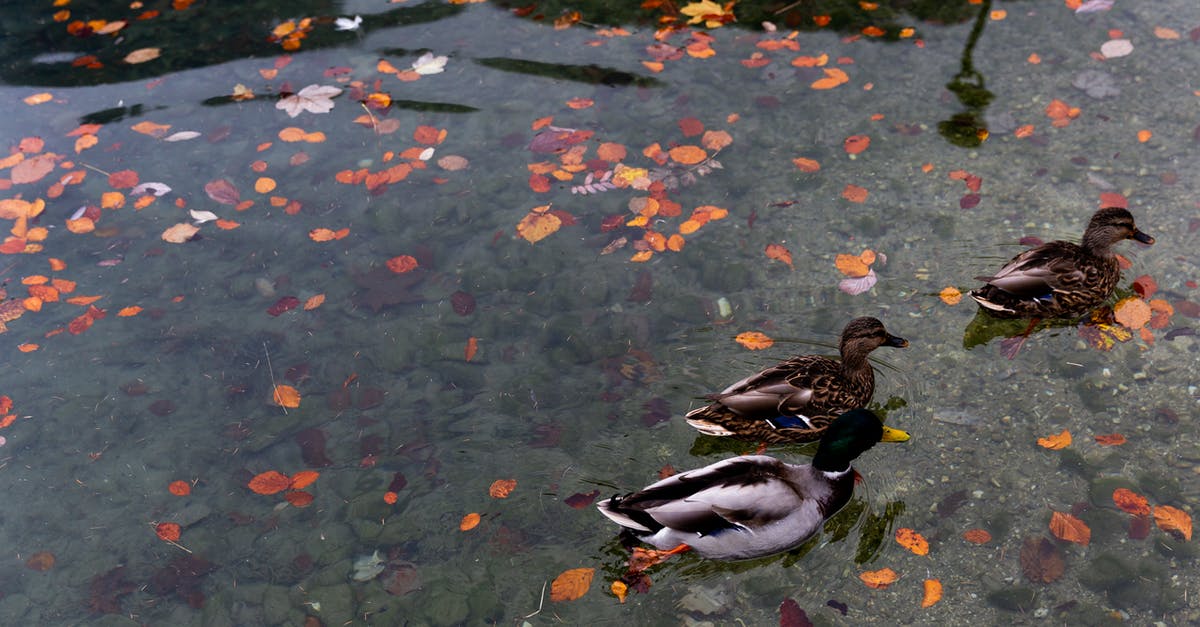 Does Central Ontario contain any 'drive-through' national parks or wildlife areas? - Wild ducks swimming in calm lake with colorful autumnal leaves in water in park Does Central Ontario contain any 'drive-through' national parks or wildlife areas? - Wild ducks swimming in calm lake with colorful autumnal leaves in water in park