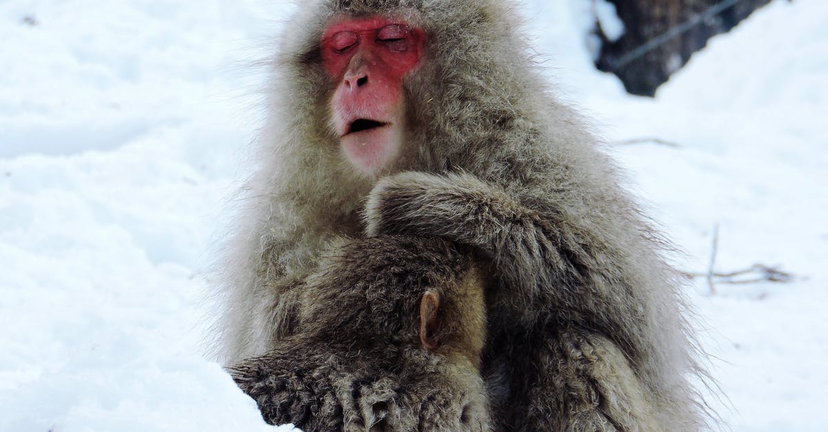 Does my Japanese health insurance cover me (non-Japanese national) abroad? - Cute hairy Japanese macaques with red face sitting on white snowy ground in forest on cold winter day in nature Does my Japanese health insurance cover me (non-Japanese national) abroad? - Cute hairy Japanese macaques with red face sitting on white snowy ground in forest on cold winter day in nature