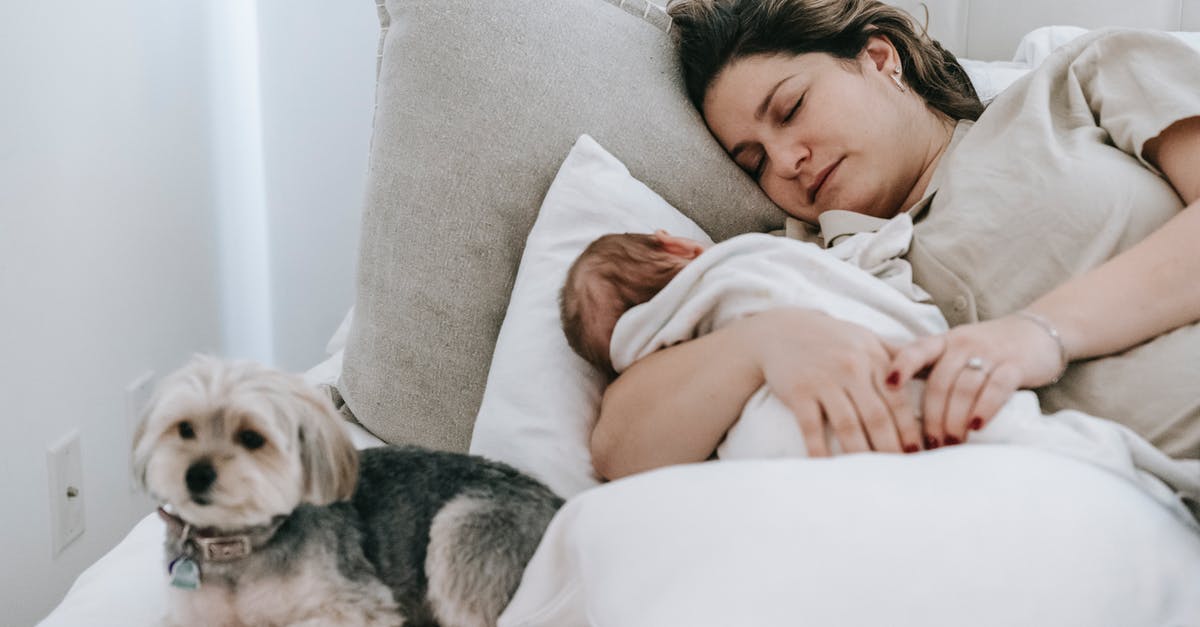 Does the pet bedding (inside the crate) often get destroyed on arrival in the USA? [closed] - Caring mother with cute newborn baby sleeping peacefully on comfortable bed near adorable hairy morkie in light bedroom at home