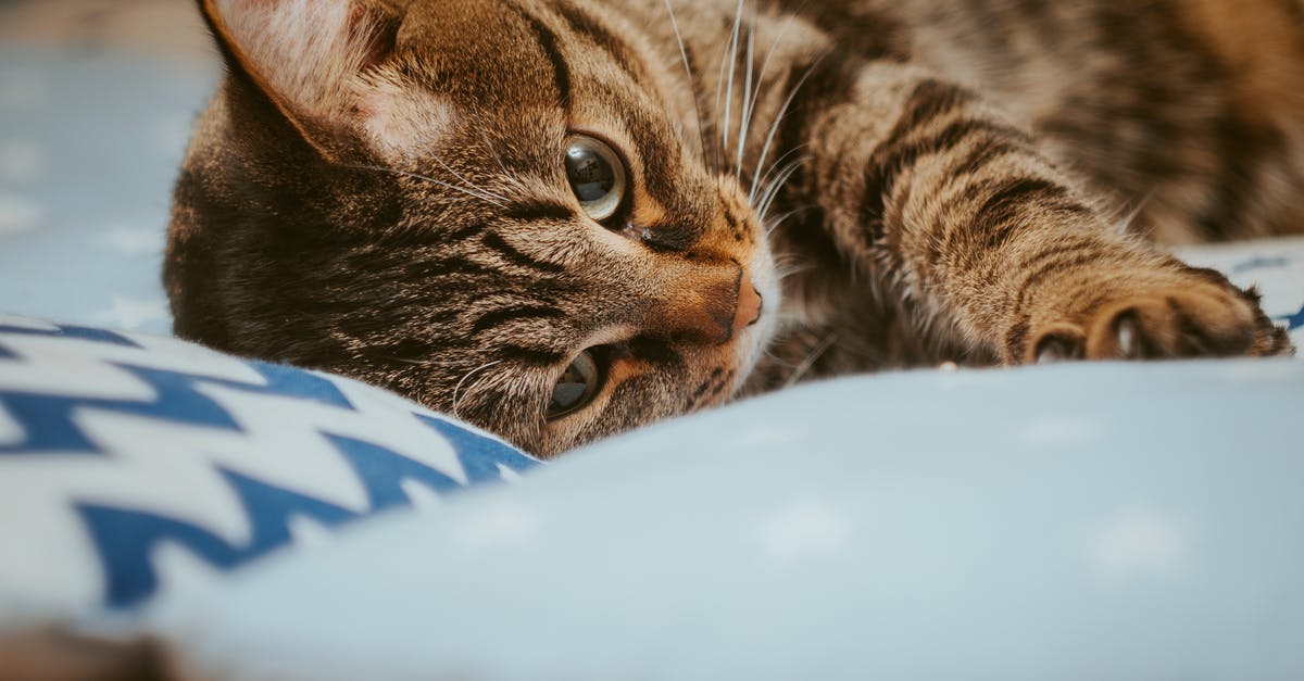 Does the pet bedding (inside the crate) often get destroyed on arrival in the USA? [closed] - Brown Tabby Cat Lying on Blue Bed