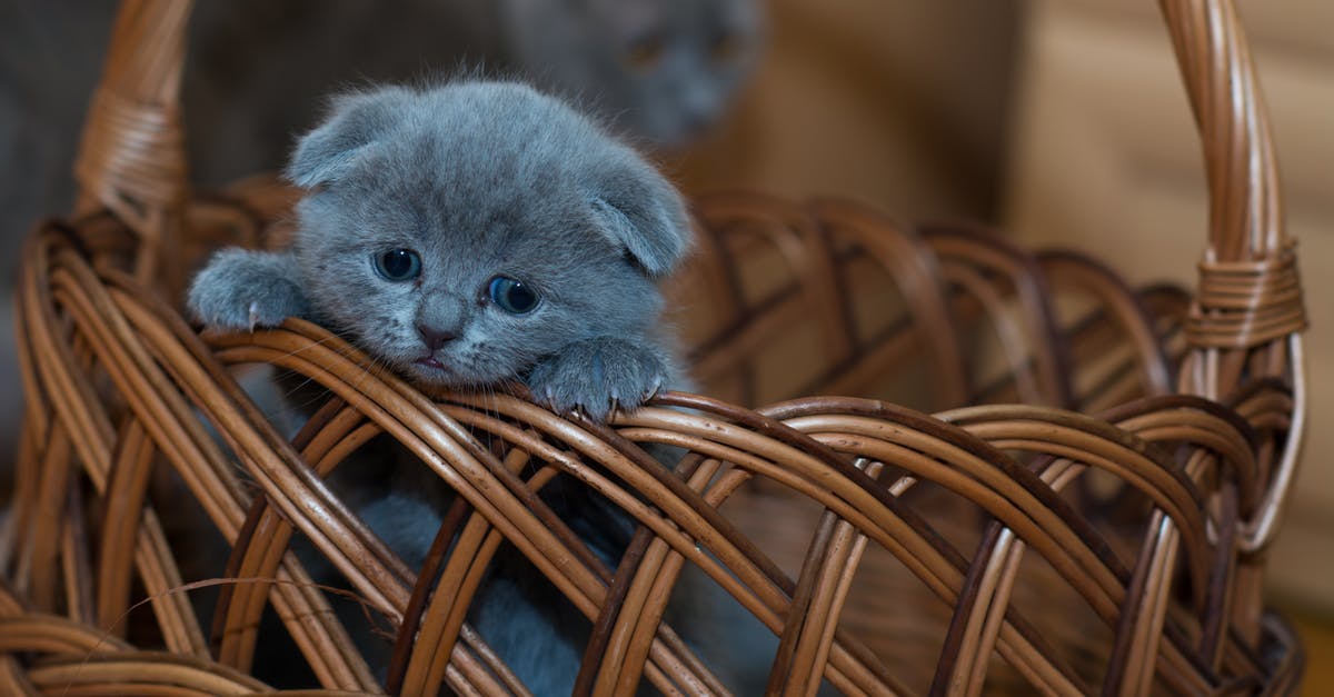Does the pet bedding (inside the crate) often get destroyed on arrival in the USA? [closed] - Russian Blue Kitten on Brown Woven Basket