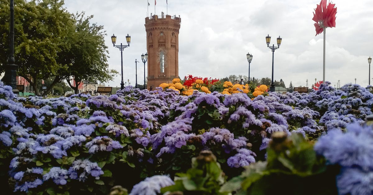 Does this monument depict Koxinga? - Purple Flower Field Near Brown Concrete Building Does this monument depict Koxinga? - Purple Flower Field Near Brown Concrete Building