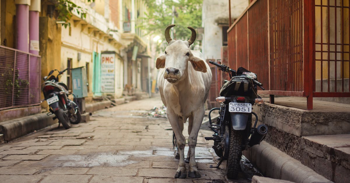 Domestic Flight Travelling in India - White Cow on Gray Concrete Road Domestic Flight Travelling in India - White Cow on Gray Concrete Road