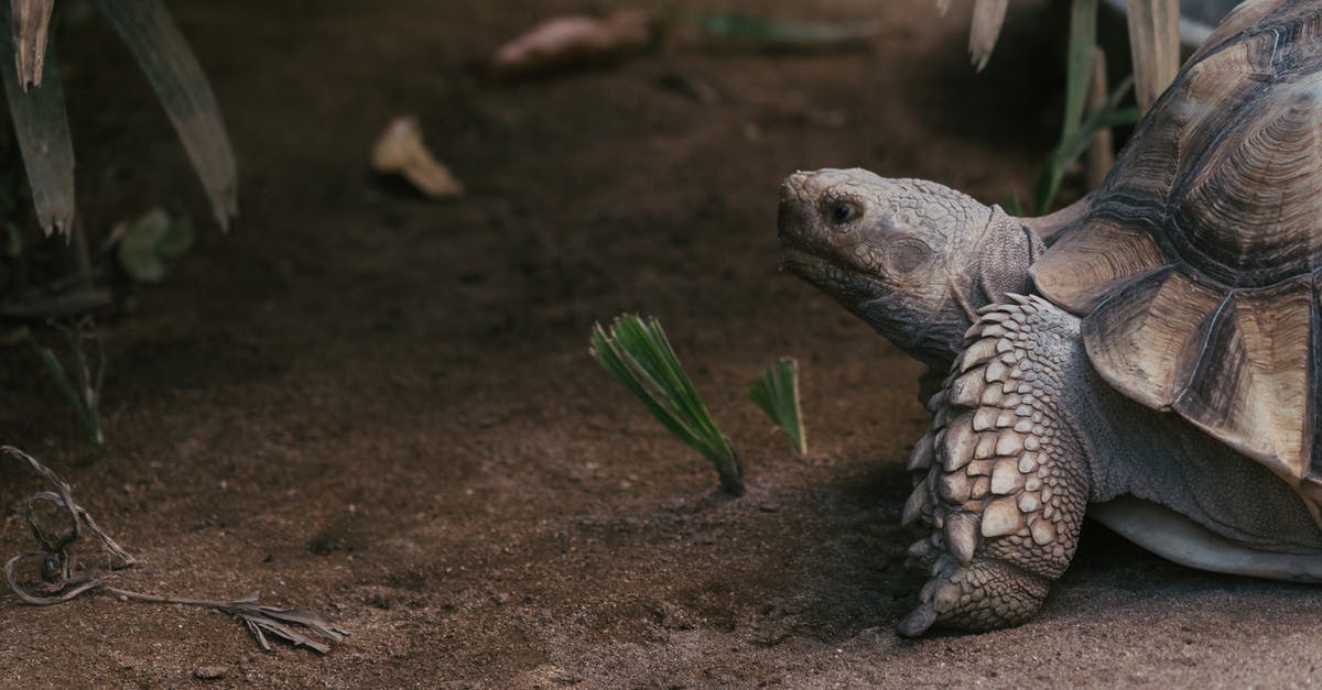 Domestic flights for foreigner in Colombia - Brown and Black Turtle on Brown Sand Domestic flights for foreigner in Colombia - Brown and Black Turtle on Brown Sand