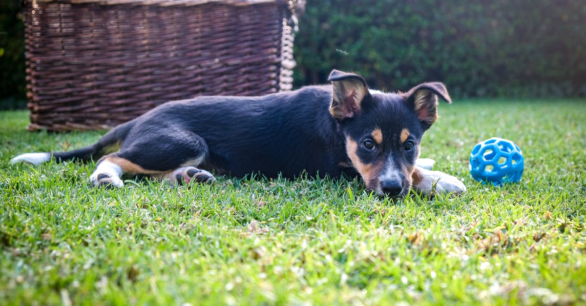 Domestic flights for foreigner in Colombia - Free stock photo of adorable, animal, border collie Domestic flights for foreigner in Colombia - Free stock photo of adorable, animal, border collie