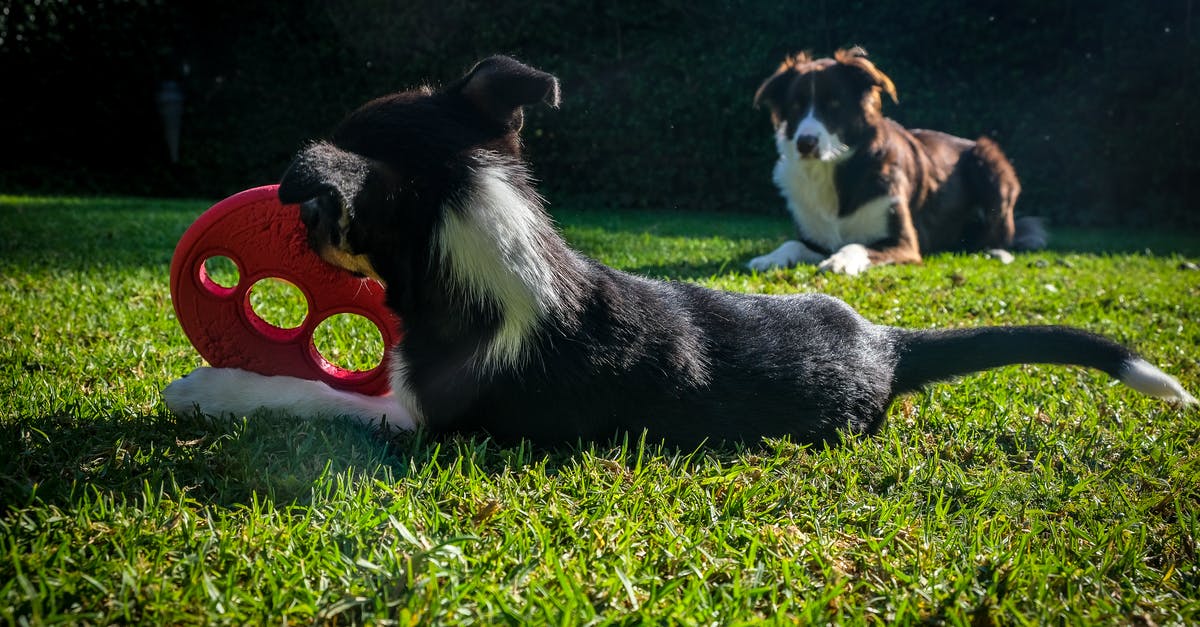 Domestic flights for foreigner in Colombia - Free stock photo of animal, border collie, canine Domestic flights for foreigner in Colombia - Free stock photo of animal, border collie, canine