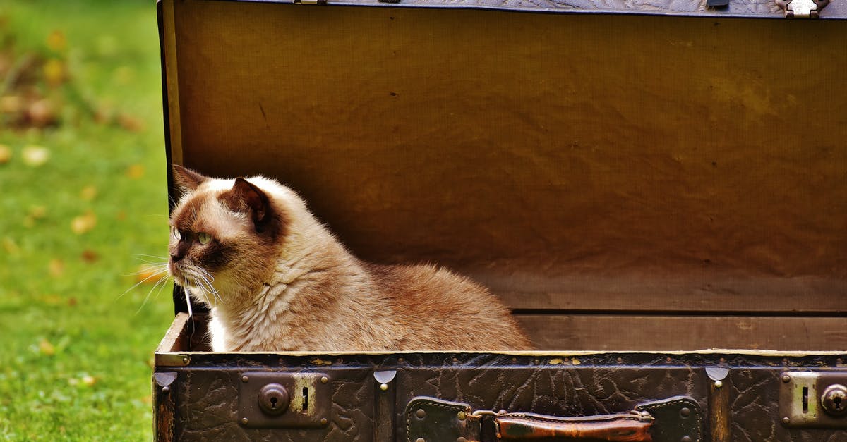 Domestic travel with ID not containing surname - White and Brown Siamese Cat Inside Chest Box Domestic travel with ID not containing surname - White and Brown Siamese Cat Inside Chest Box