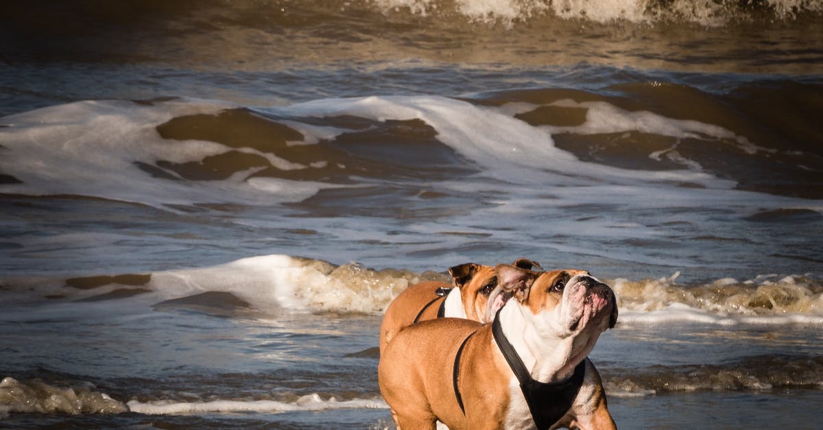 Domestic travel with ID not containing surname - Two Adult Tan-and-white English Bulldogs on Seashore Domestic travel with ID not containing surname - Two Adult Tan-and-white English Bulldogs on Seashore