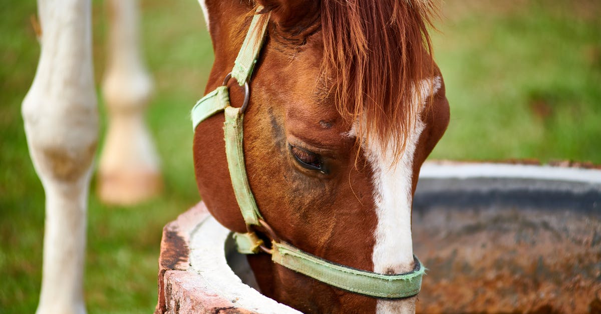 Drinking from the Chalice Well in Glastonbury (Sacred Spring in England) - Brown Horse Drinking on Water Well Drinking from the Chalice Well in Glastonbury (Sacred Spring in England) - Brown Horse Drinking on Water Well