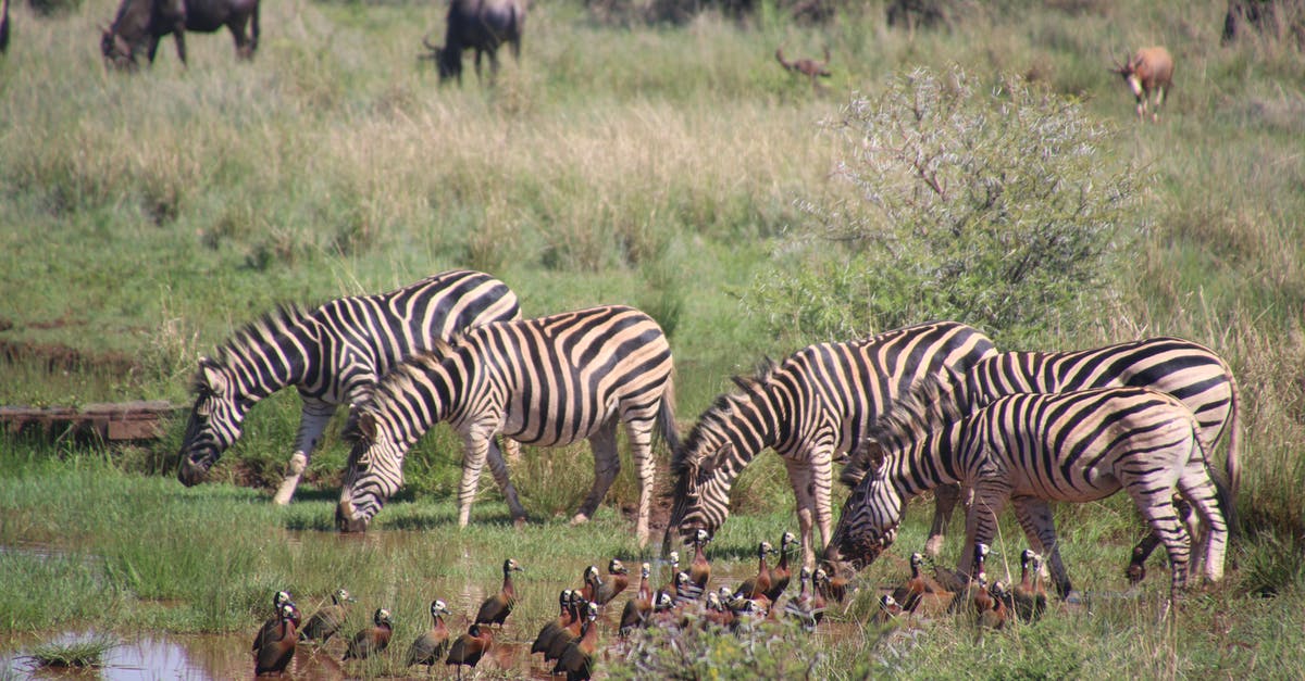 Drinking tap water in a country where it is unsafe - anything to do after that? - Five Zebra in Pond Near Brown-and-black Birds Soundring by Green Grass Drinking tap water in a country where it is unsafe - anything to do after that? - Five Zebra in Pond Near Brown-and-black Birds Soundring by Green Grass
