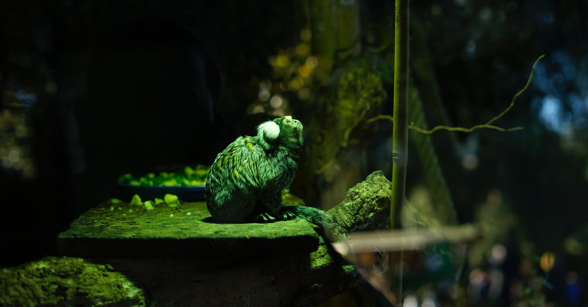 Driving conditions between Colorado Springs and Taos in January [closed] - Green Frog on Brown Wooden Branch
