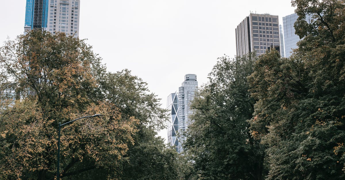 Driving from US to Central America - Greet trees growing in park of modern city