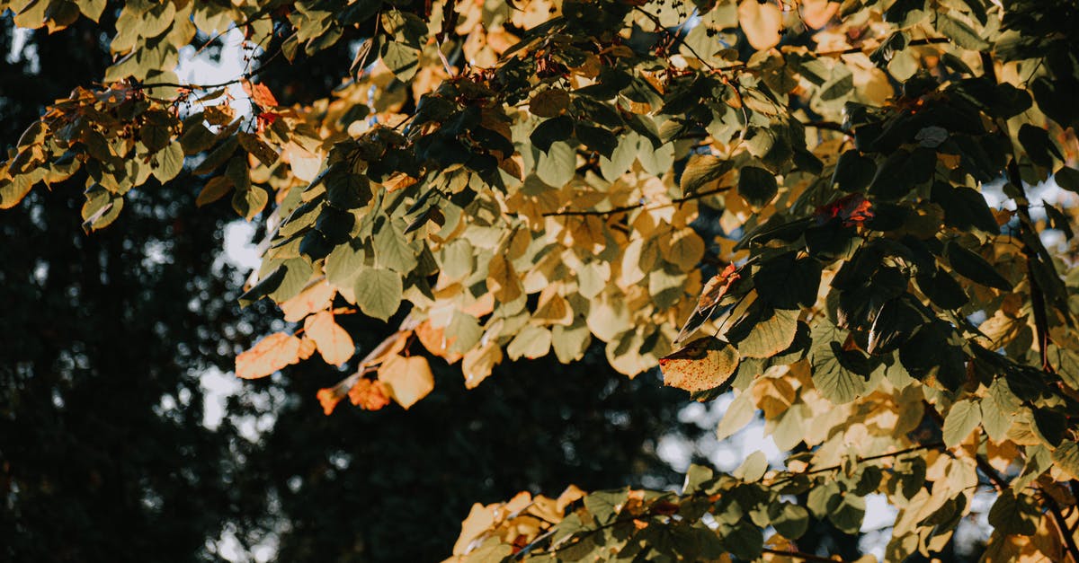 Driving Iceland's Golden Circle in October - Branches of deciduous tree with decaying yellow leaves located in autumn garden in daylight Driving Iceland's Golden Circle in October - Branches of deciduous tree with decaying yellow leaves located in autumn garden in daylight