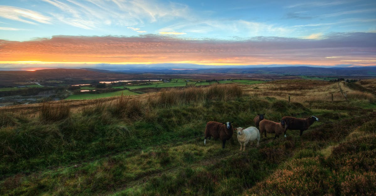 Driving in Ireland and Northern Ireland - Five Sheeps on Pasture during Golden Hour Driving in Ireland and Northern Ireland - Five Sheeps on Pasture during Golden Hour