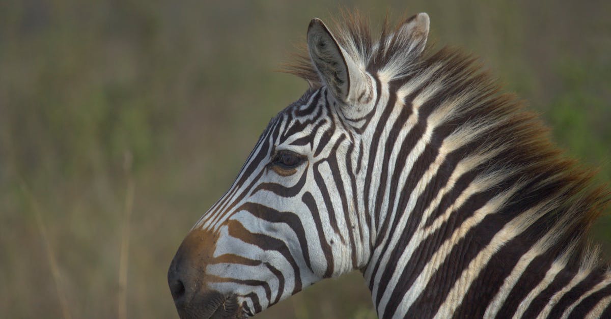 Dual Citizenship Question Netherlands to Kenya - Close-Up Shot of Black and White Zebra Dual Citizenship Question Netherlands to Kenya - Close-Up Shot of Black and White Zebra