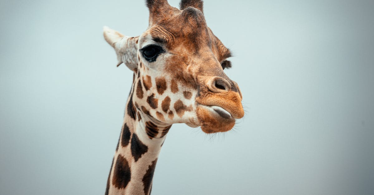Ear protection on long flights? - Giraffe against cloudless sky in nature Ear protection on long flights? - Giraffe against cloudless sky in nature