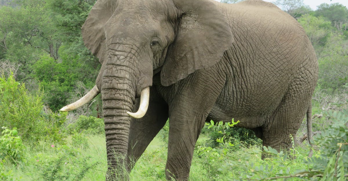 Ear protection on long flights? - Calm gray elephant with pointed tusks and wrinkled trunk looking at camera while strolling on bright grass near growing trees under sky Ear protection on long flights? - Calm gray elephant with pointed tusks and wrinkled trunk looking at camera while strolling on bright grass near growing trees under sky