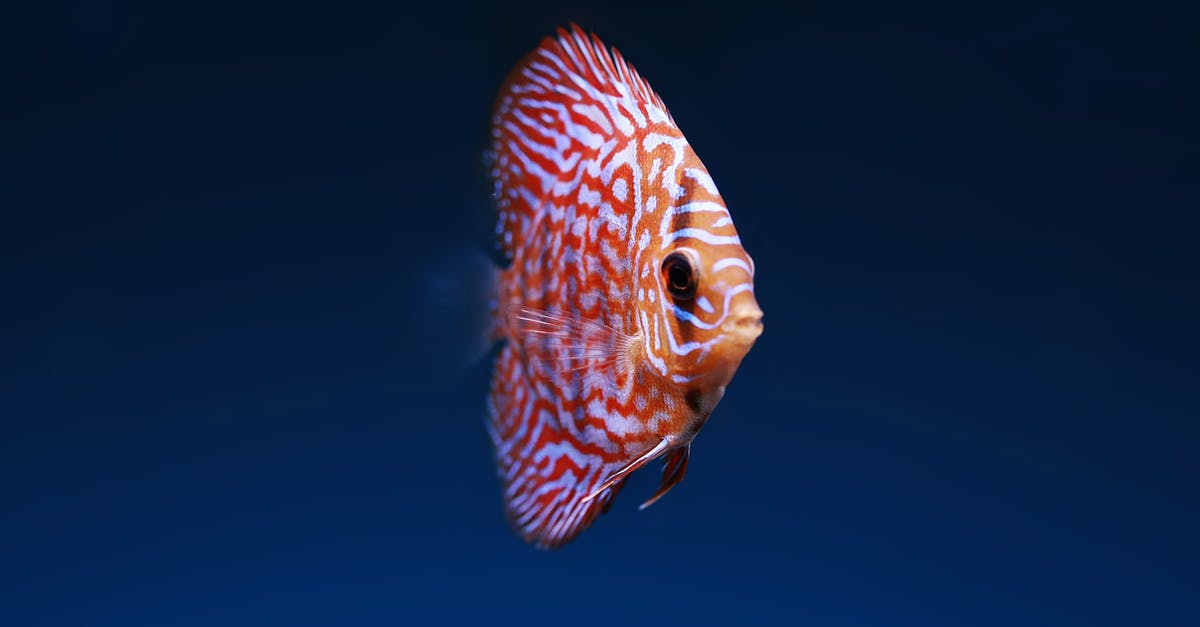Eating fish eye in Japan - Pink Discuss Fish Eating fish eye in Japan - Pink Discuss Fish
