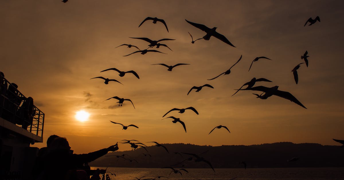 Elder person with hypertension flying first time. Anything we should know beforehand? - Silhouette of Birds Flying over the Sea during Sunset