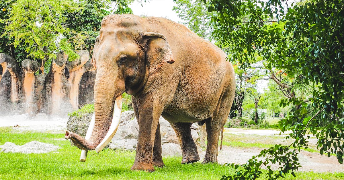 Elephant Trekking in northern Thailand - Elephant Walking on Green Grass Field Elephant Trekking in northern Thailand - Elephant Walking on Green Grass Field