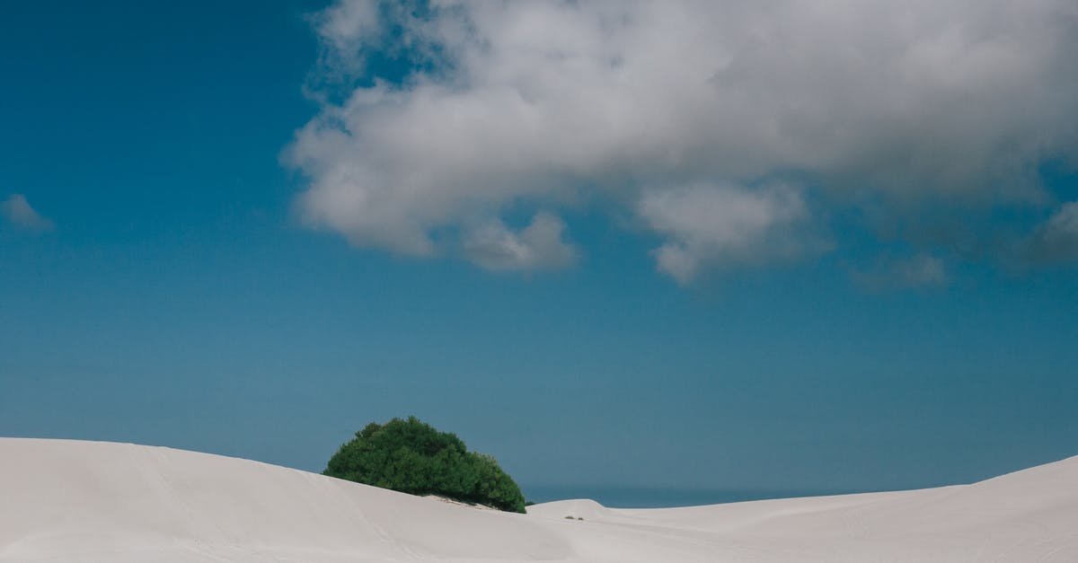 Entering the Schengen area 12 days before my visa expires - Lonely tree in desert in sunny day Entering the Schengen area 12 days before my visa expires - Lonely tree in desert in sunny day