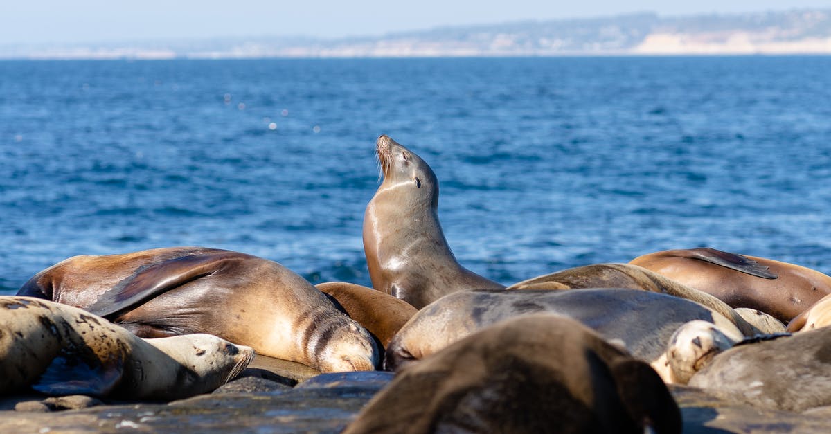 Entering US via car/land border on 90 day ESTA, exiting after 90 days via air/plane, re-entering via land to begin another 90 days [duplicate] - a seal sits up to soak in some extra sun while other seals sleep