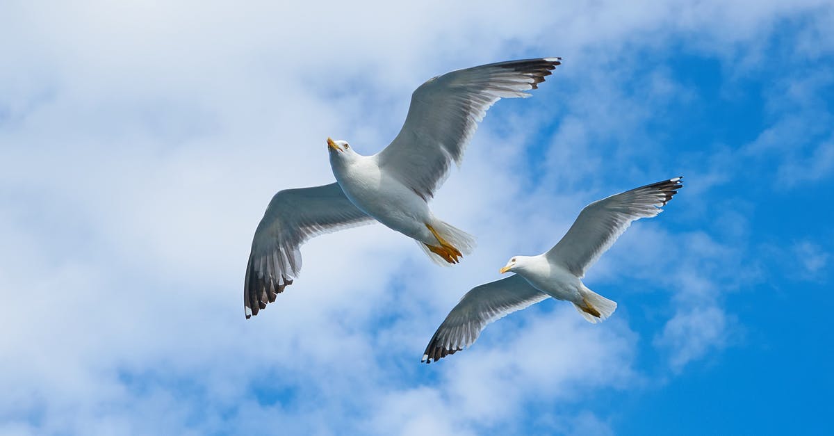 ESTA expires the day after I fly to the US. Is this OK? - Two White Birds Flying Under Cloudy Sky