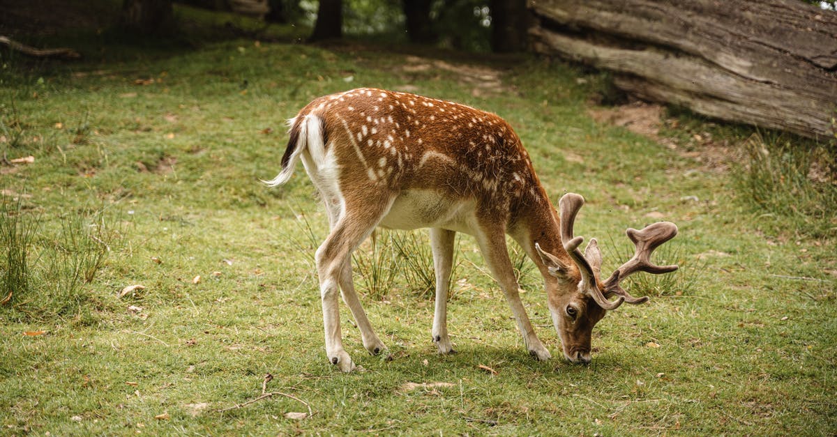 European Regulations and connecting leg of a Foreign flight booked on a single ticket - Adorable spotted deer pasturing in nature European Regulations and connecting leg of a Foreign flight booked on a single ticket - Adorable spotted deer pasturing in nature