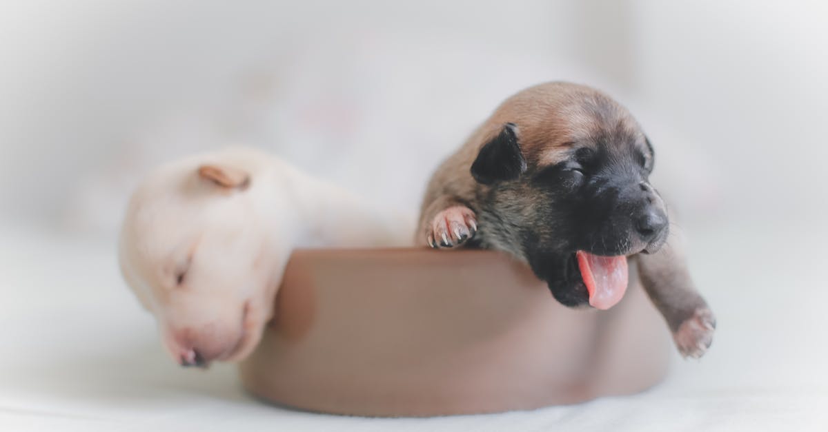 Experience travelling with small pets in the cabin during transatlantic flights? - Two Puppies on Brown Bowl Experience travelling with small pets in the cabin during transatlantic flights? - Two Puppies on Brown Bowl