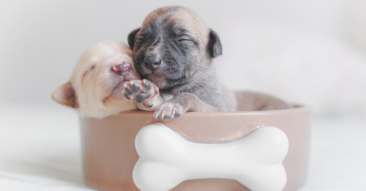 Experience travelling with small pets in the cabin during transatlantic flights? - Two Puppies in Dog Food Bowl Experience travelling with small pets in the cabin during transatlantic flights? - Two Puppies in Dog Food Bowl