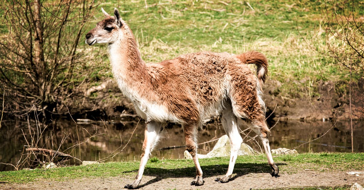 Extend US visa in Canada - Free stock photo of alpaca, alpacalove, alpacasofinstagram Extend US visa in Canada - Free stock photo of alpaca, alpacalove, alpacasofinstagram